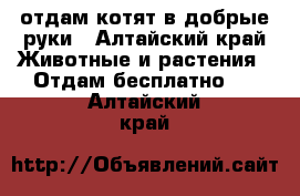 отдам котят в добрые руки - Алтайский край Животные и растения » Отдам бесплатно   . Алтайский край